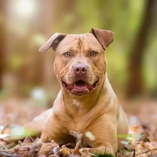 American Pitbull Terrier 
