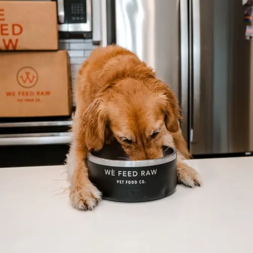 Dog Eating