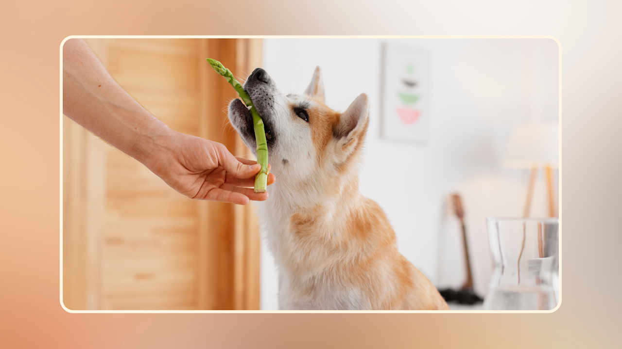 Hero Can Dogs Eat Asparagus Benefits and Risks v1