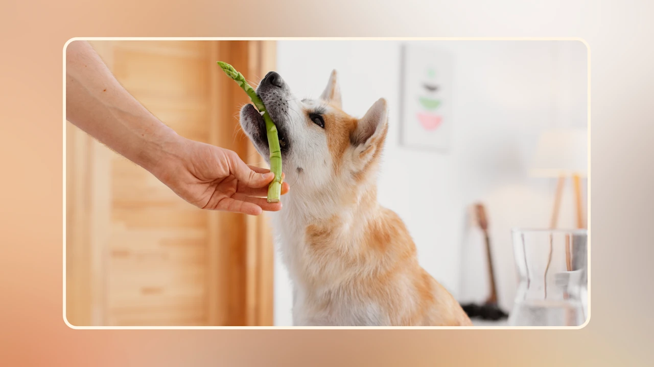Hero Can Dogs Eat Asparagus Benefits and Risks v1
