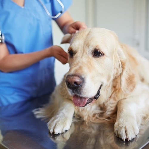Fluffy labrador having veterinary examination