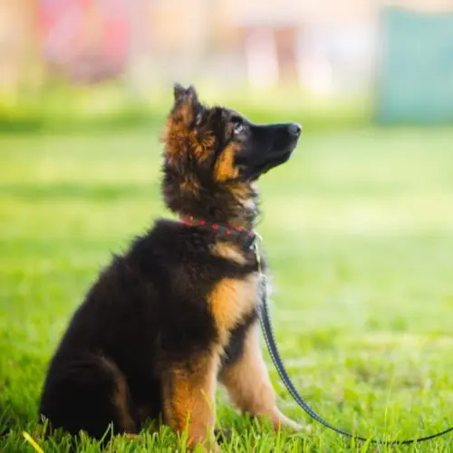 puppy-training-cosmic-canine