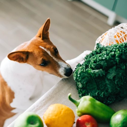 Veggies for Dogs