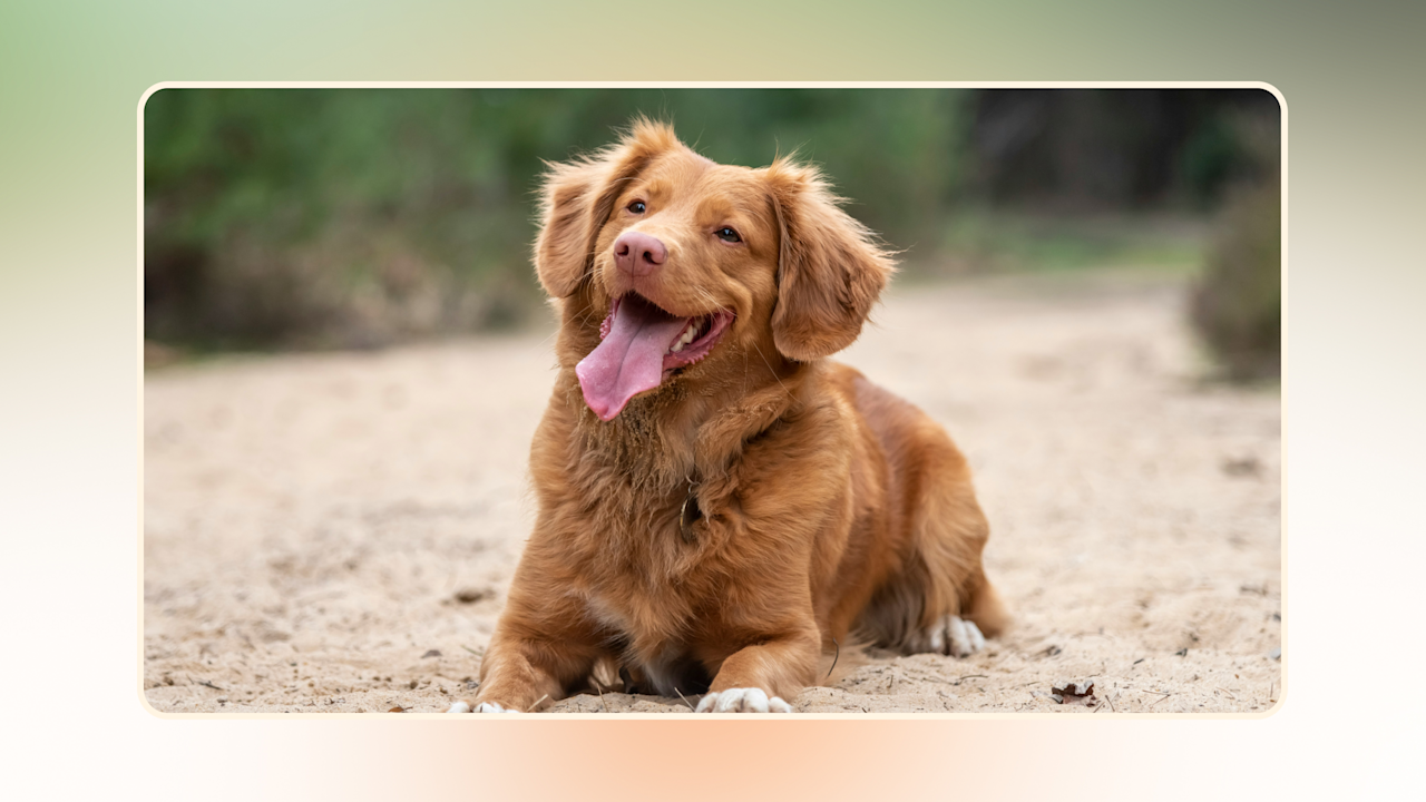 Hero Discover the Benefits Is Raw Dog Food Good for Dogs v2