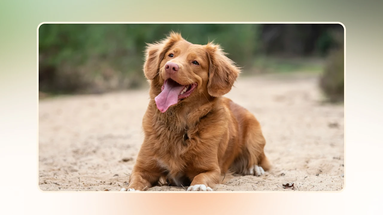 Hero Discover the Benefits Is Raw Dog Food Good for Dogs v2