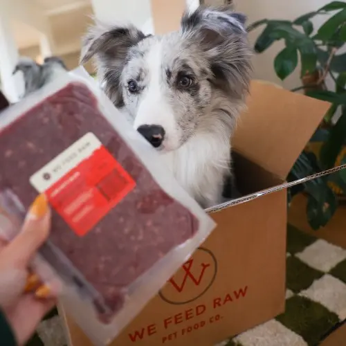 Dog on a box