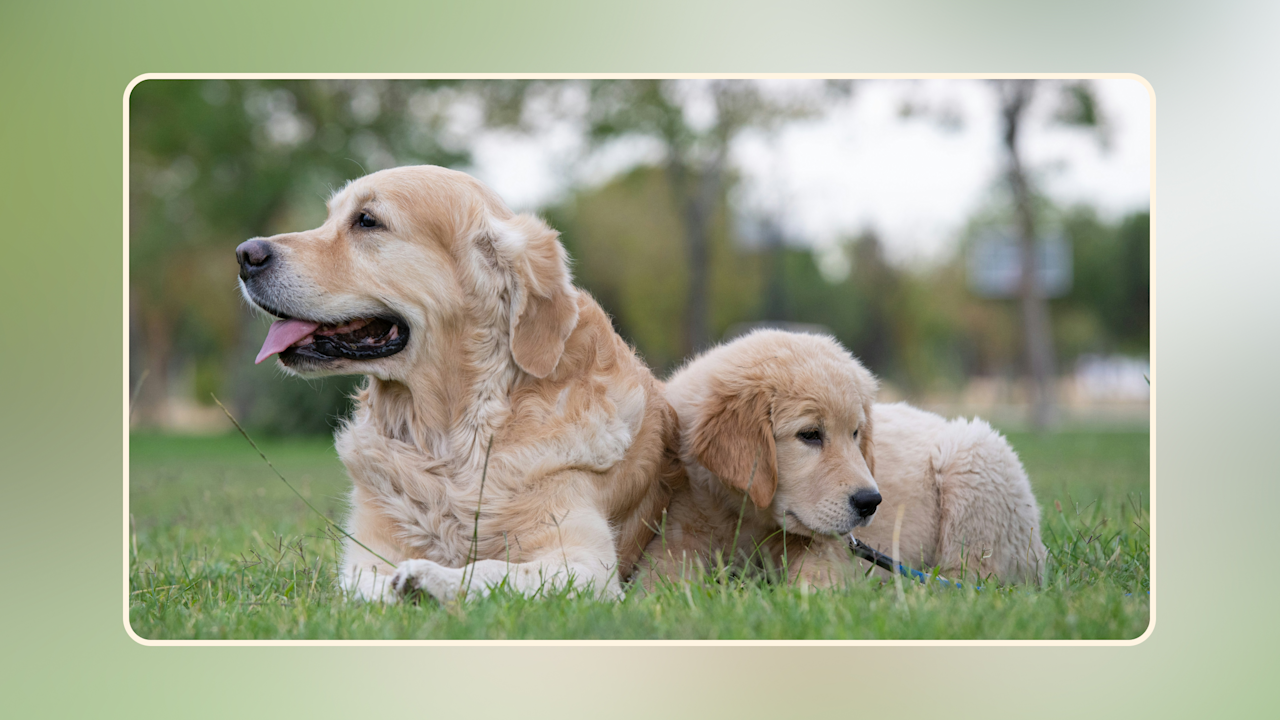Hero Top Golden Retriever Foods v2