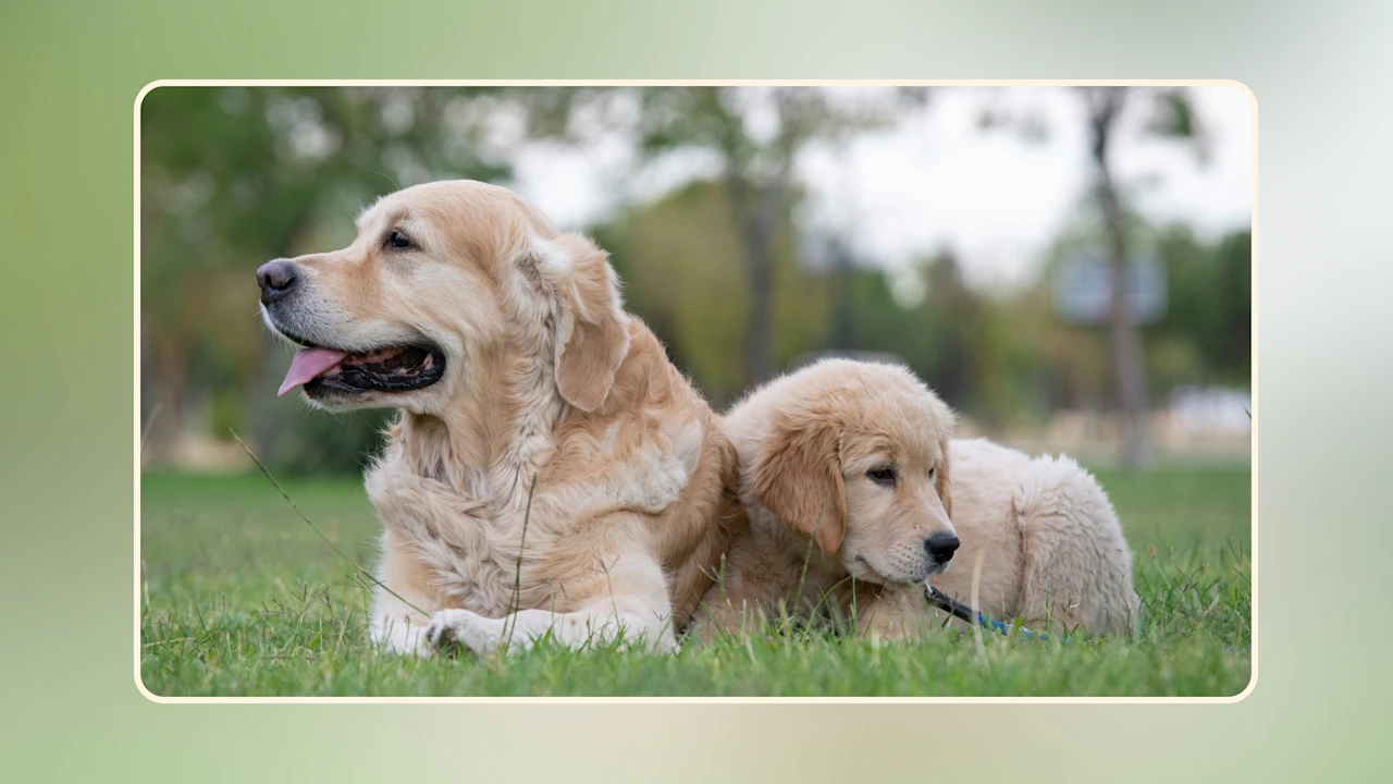 Hero Top Golden Retriever Foods v2
