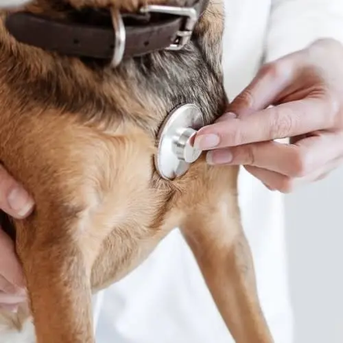 Dog Check Up