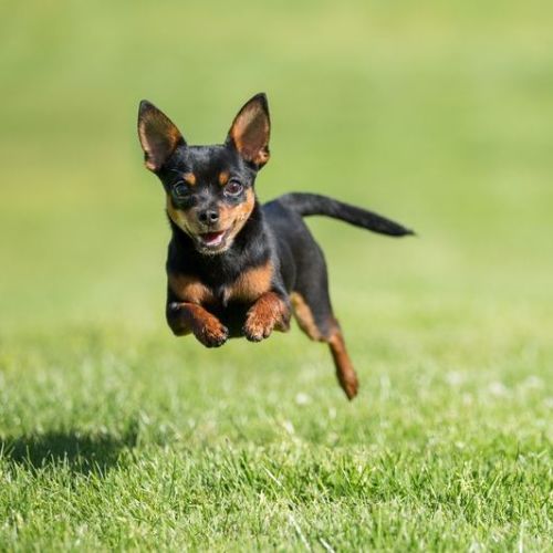 chihuahua-dog-running-across-grass-royalty-free-image-1580743445