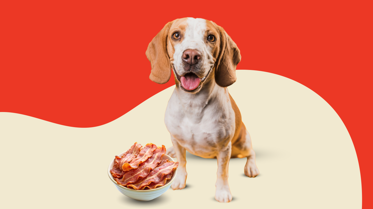 Can Dogs Eat Bacon Pet Nutrition Must Knows We Feed Raw