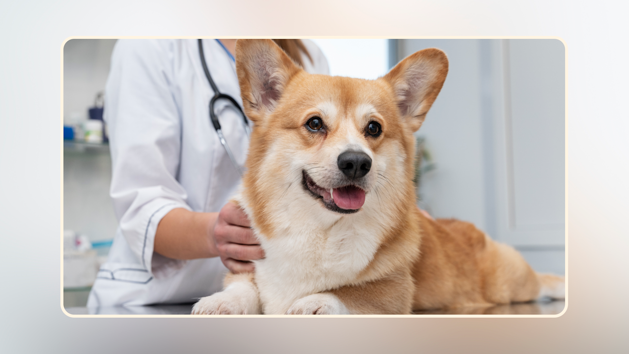 Hero How to Talk to Your Vet About the Raw Diet v3