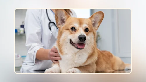 Hero How to Talk to Your Vet About the Raw Diet v3