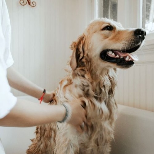 giving-dog-bath