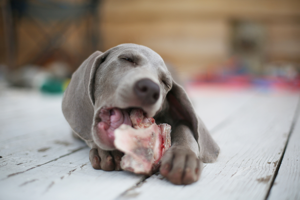 Can dogs get outlet sick from raw meat