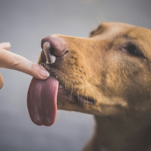 Dog Licking Human finger
