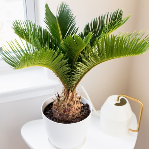 Sago Palm