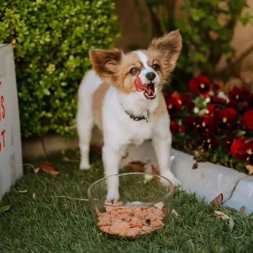 Chihuahua Eating WFR