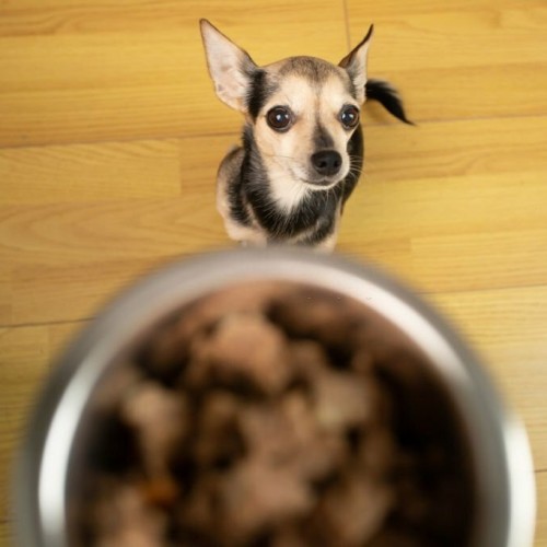 Enhance Your Picky Eater s Mealtime With Raw Dog Food