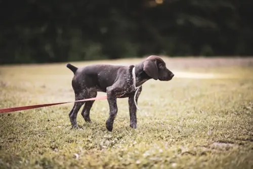 GSP puppy