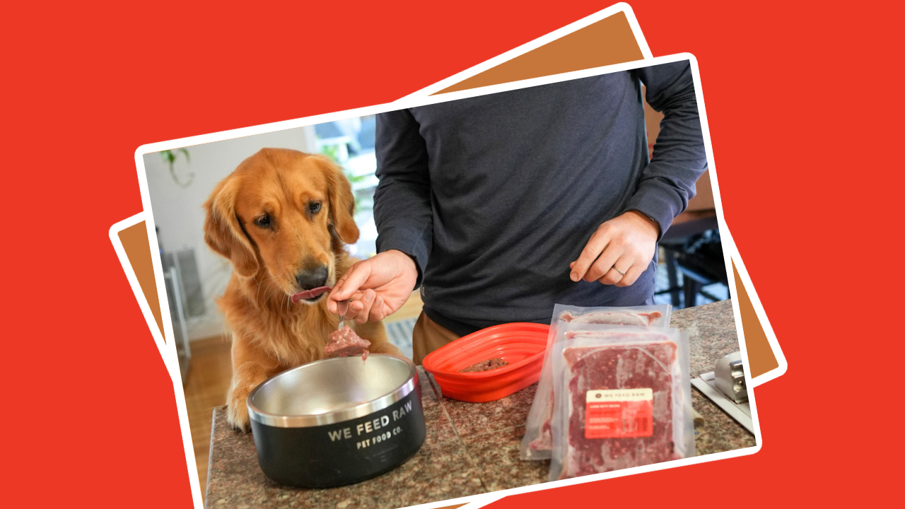 Discover the Best Fresh Dog Food for Healthier Pets