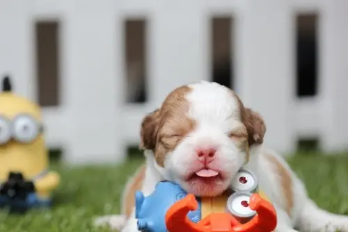 Tiny puppy
