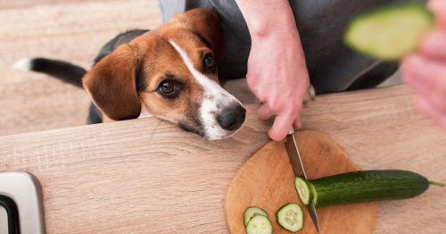 Are Cucumbers Safe for Dogs?