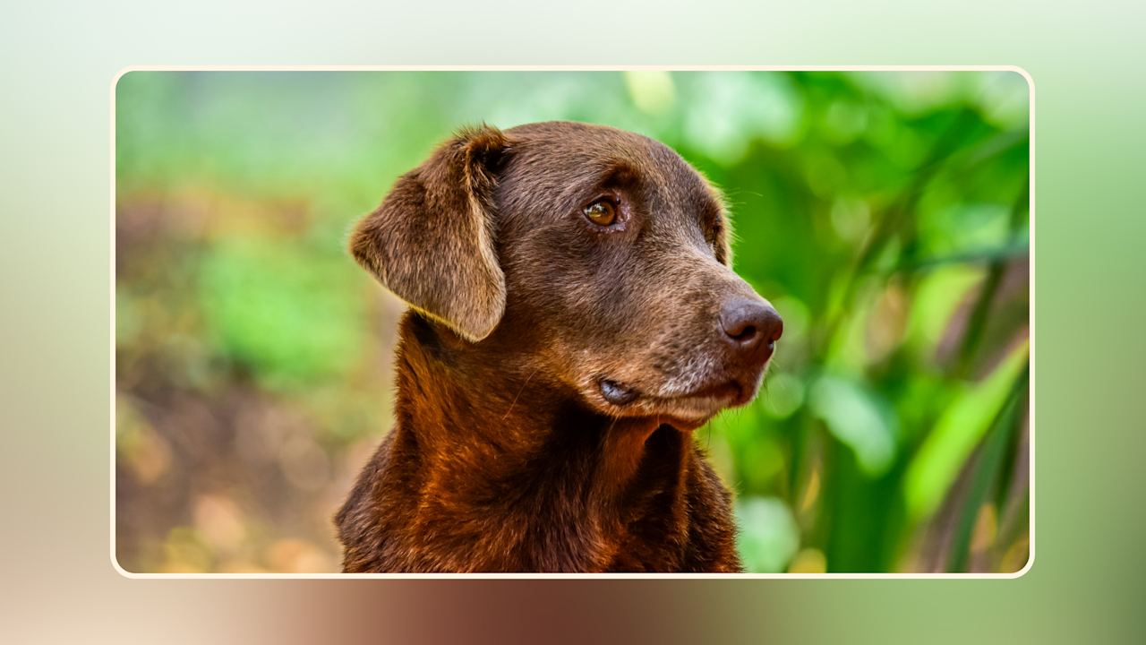 Hero Choosing the Best Senior Dog Food v2