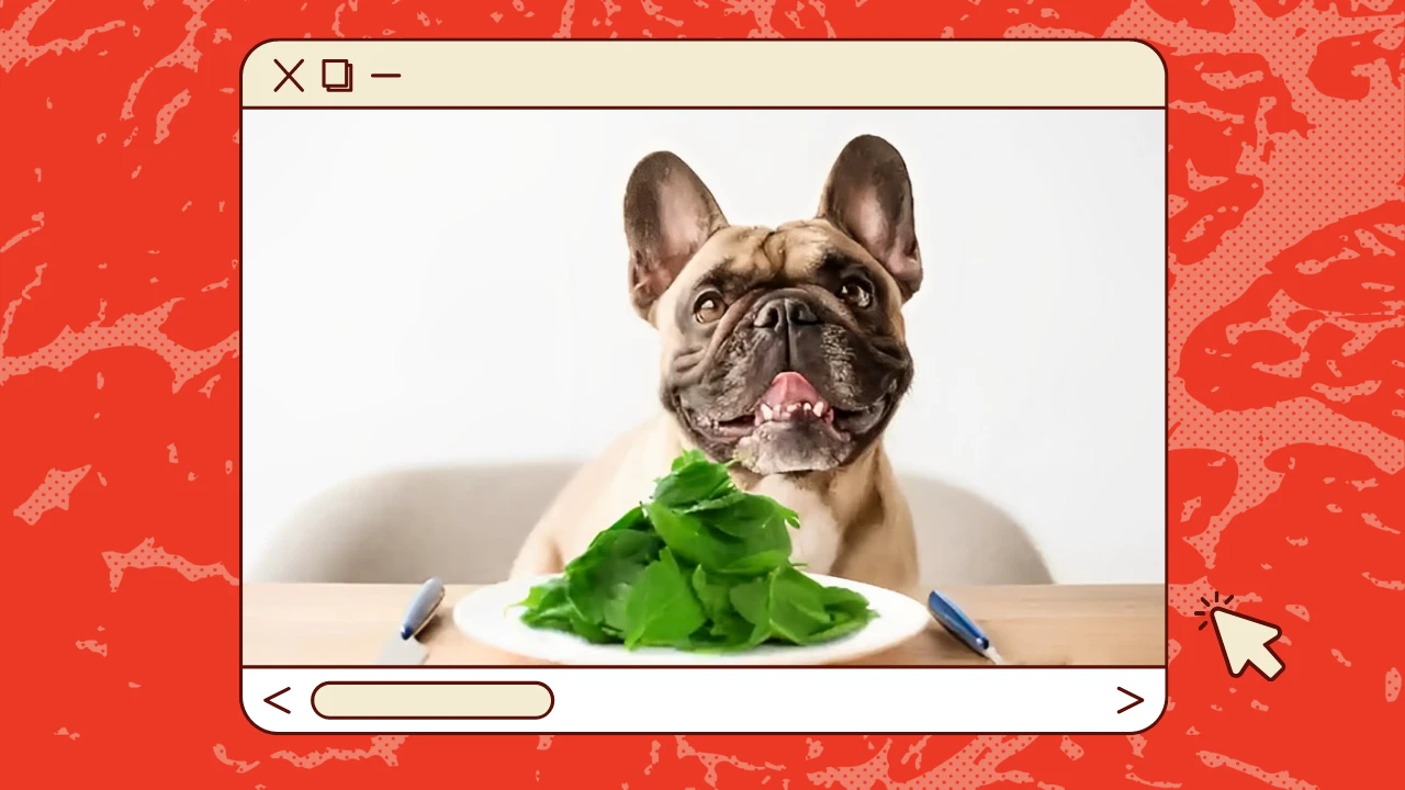 Can Dogs Eat Spinach