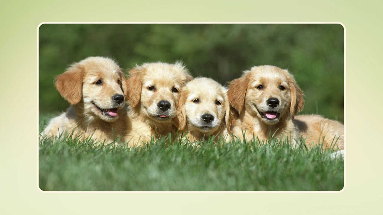 Can Puppies Eat Raw Meat v1