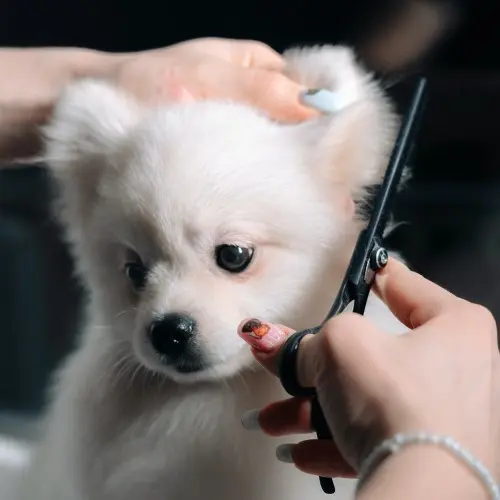 Dog Grooming