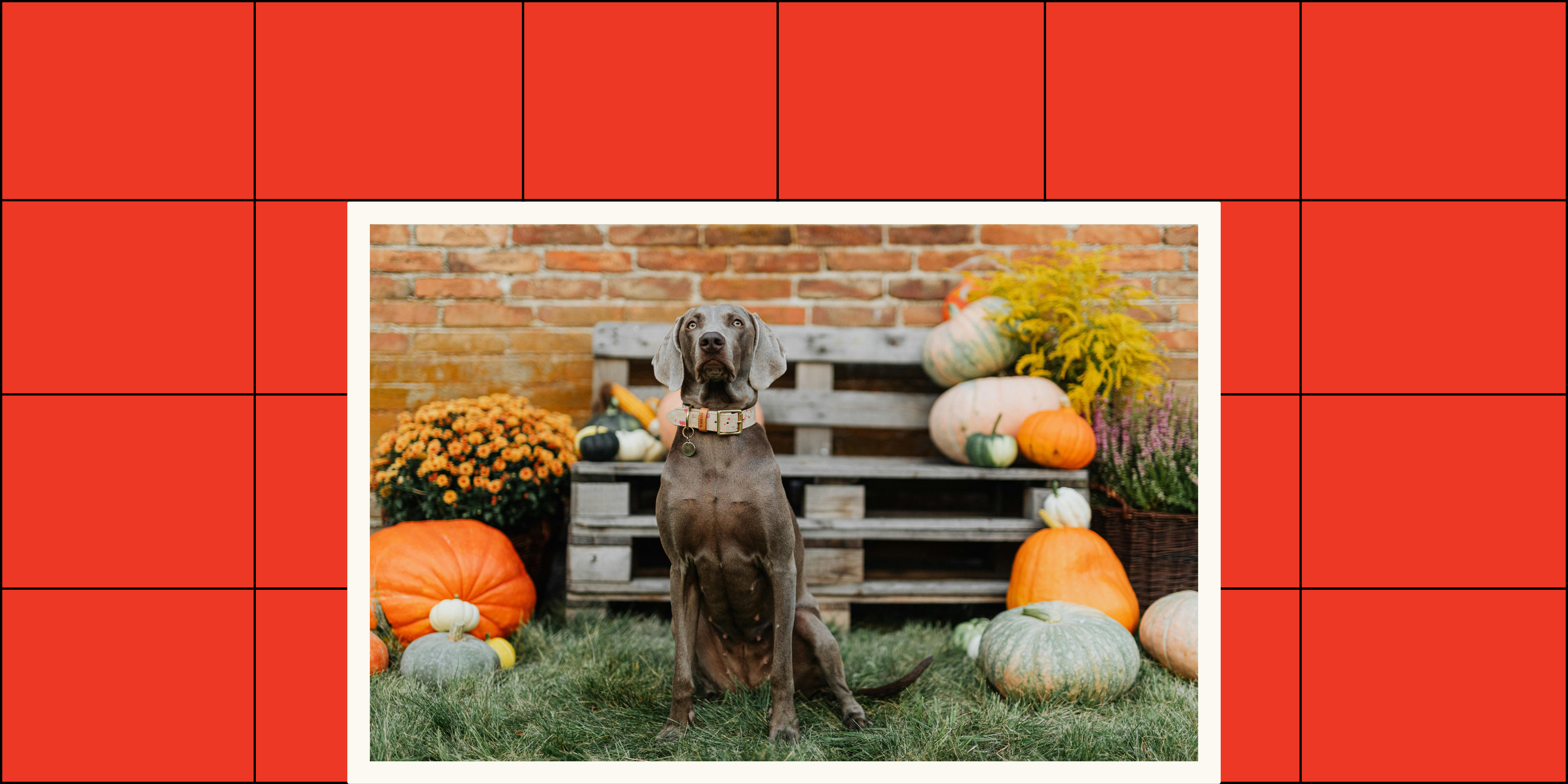 Pumpkin for dogs