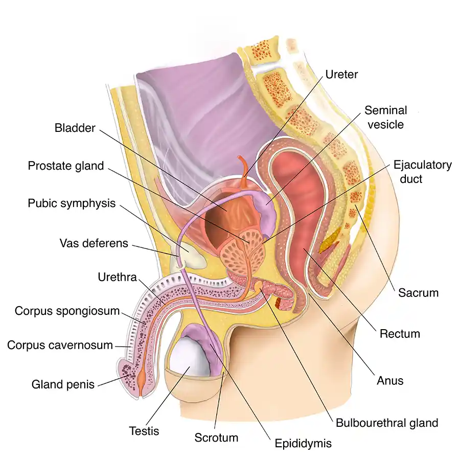 A Guide to the Male Reproductive System 2