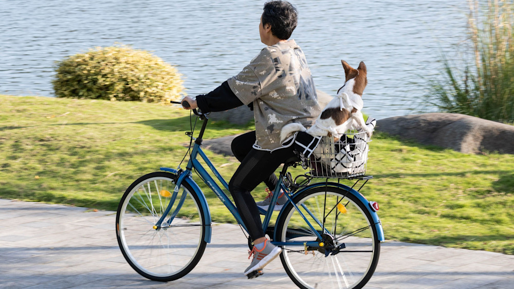 Paws & Pedals: The Ultimate Guide to E-Bike Pet Carriers Across Every Budget