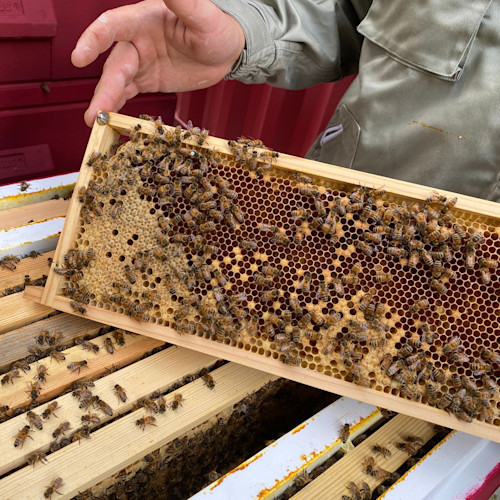 Waarom we onze eigen CARU bijen houden 🐝 