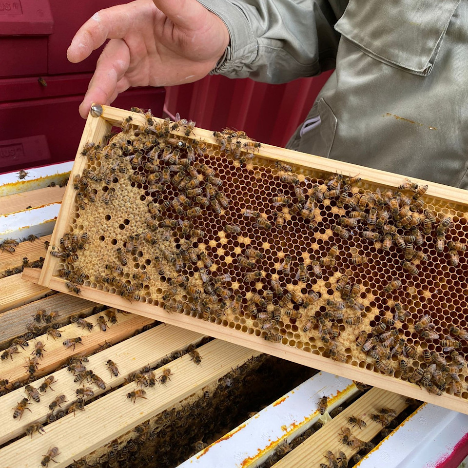 Waarom we onze eigen CARU bijen houden 🐝 