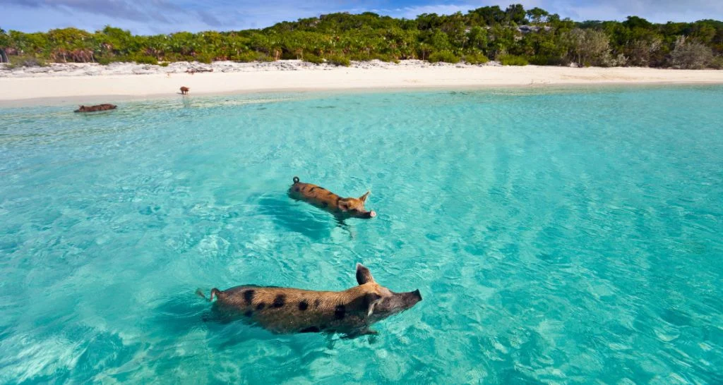exuma-swimming-pigs-beach