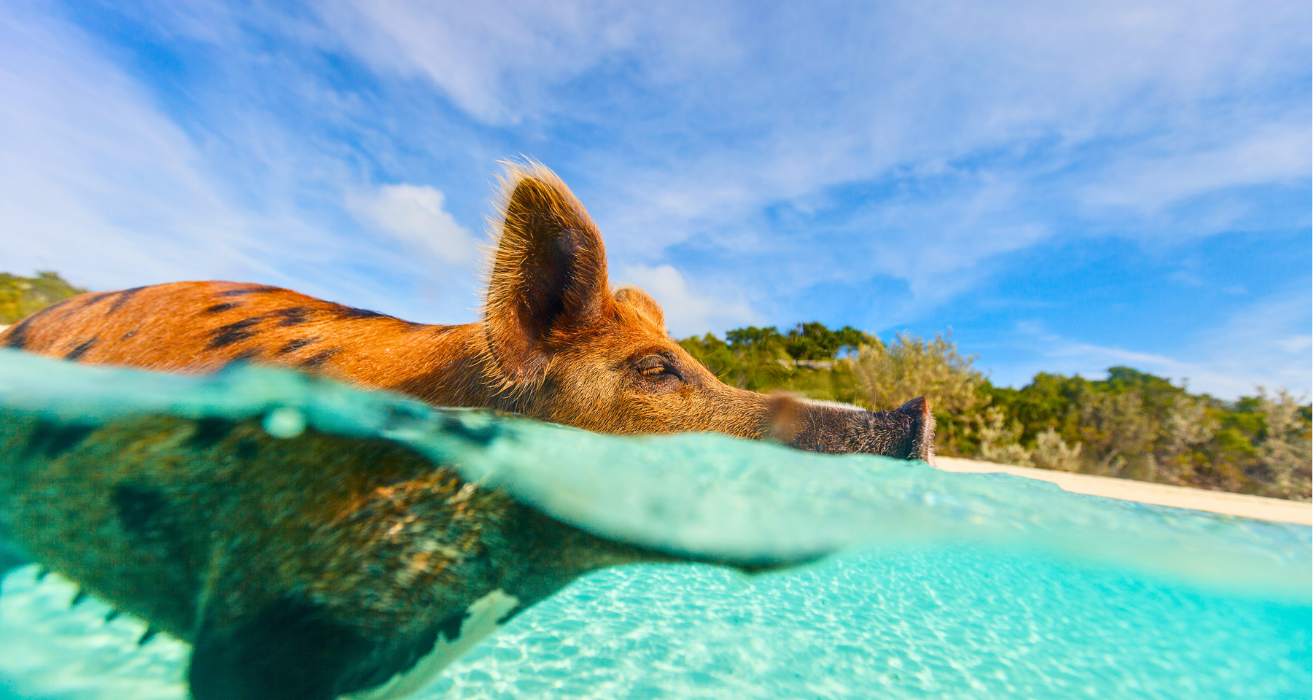rose-island-swimming-pigs-experience