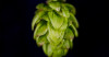 Hops for the Future: What Does It Mean When a Hop Farm Gives Up on Cascade? Image