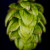 Hops for the Future: What Does It Mean When a Hop Farm Gives Up on Cascade? Image