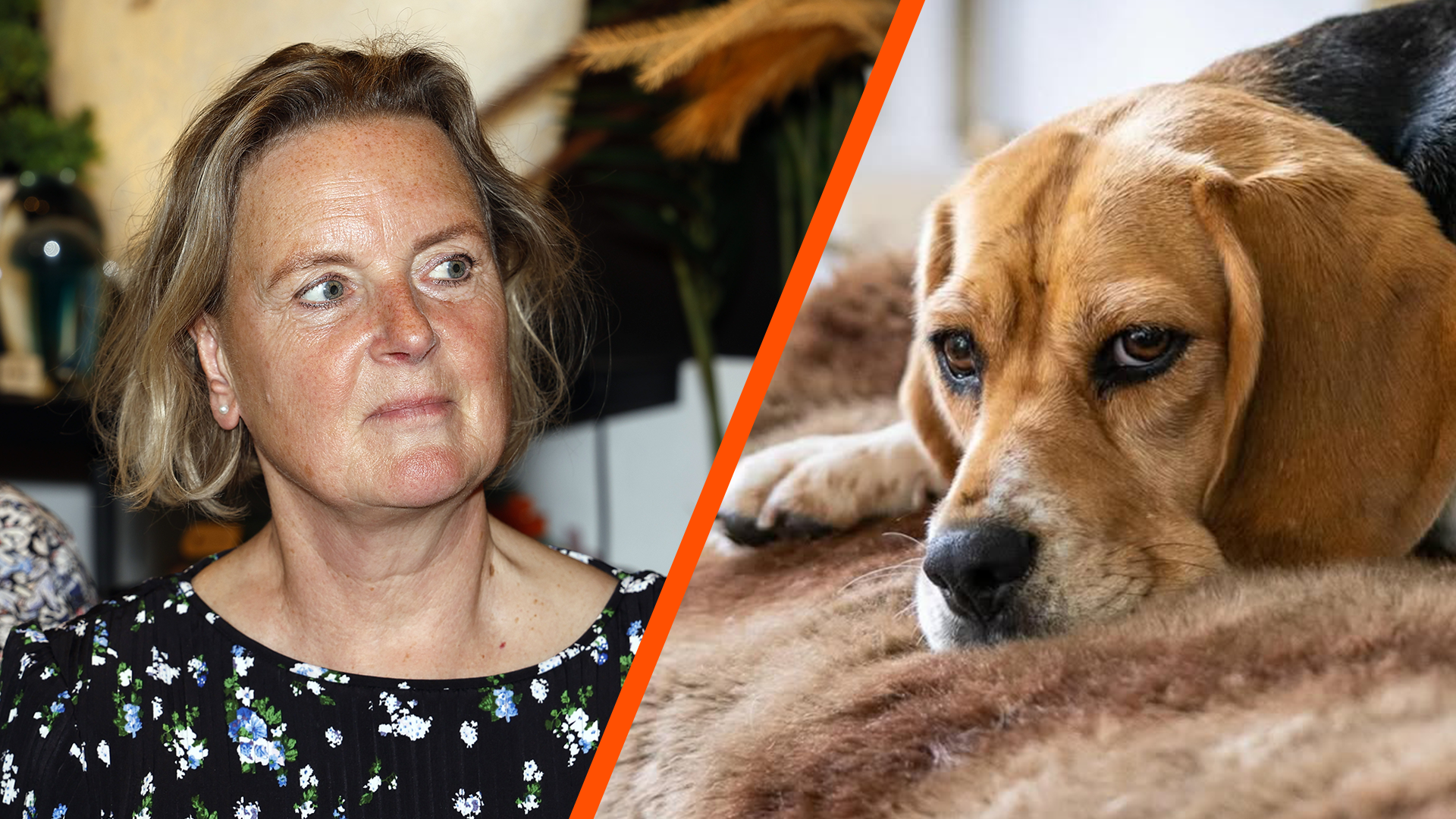 Meilandjes delen hartverscheurend nieuws over hond Babs | Shownieuws
