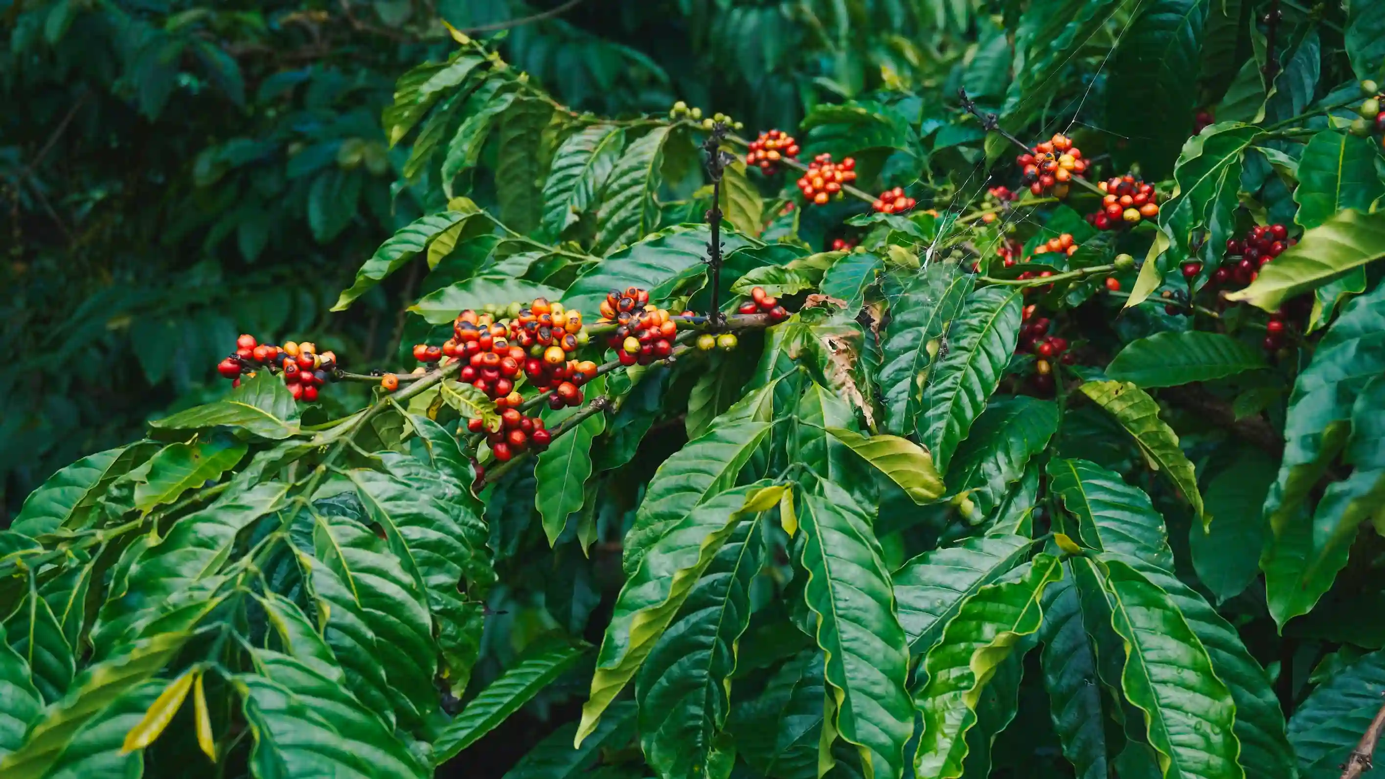 How Kona Became Famous For Its Coffee