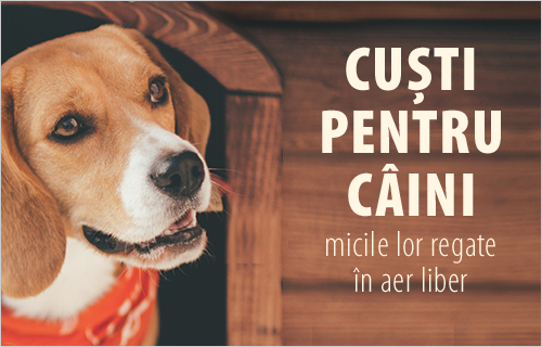 Cuști Pentru Caini și Ușițe Gamă Variată La Zooplus