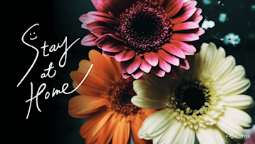 Gerbera　ガーベラを並べて