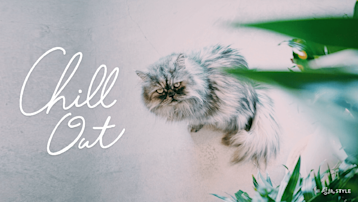 Chill Out　w/ 猫のメイちゃん
