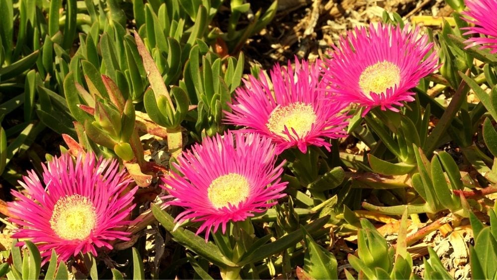 strawberry ice plant