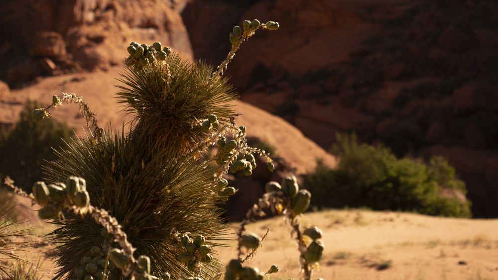 close up of a fruit bearing plant with red rocks in the background