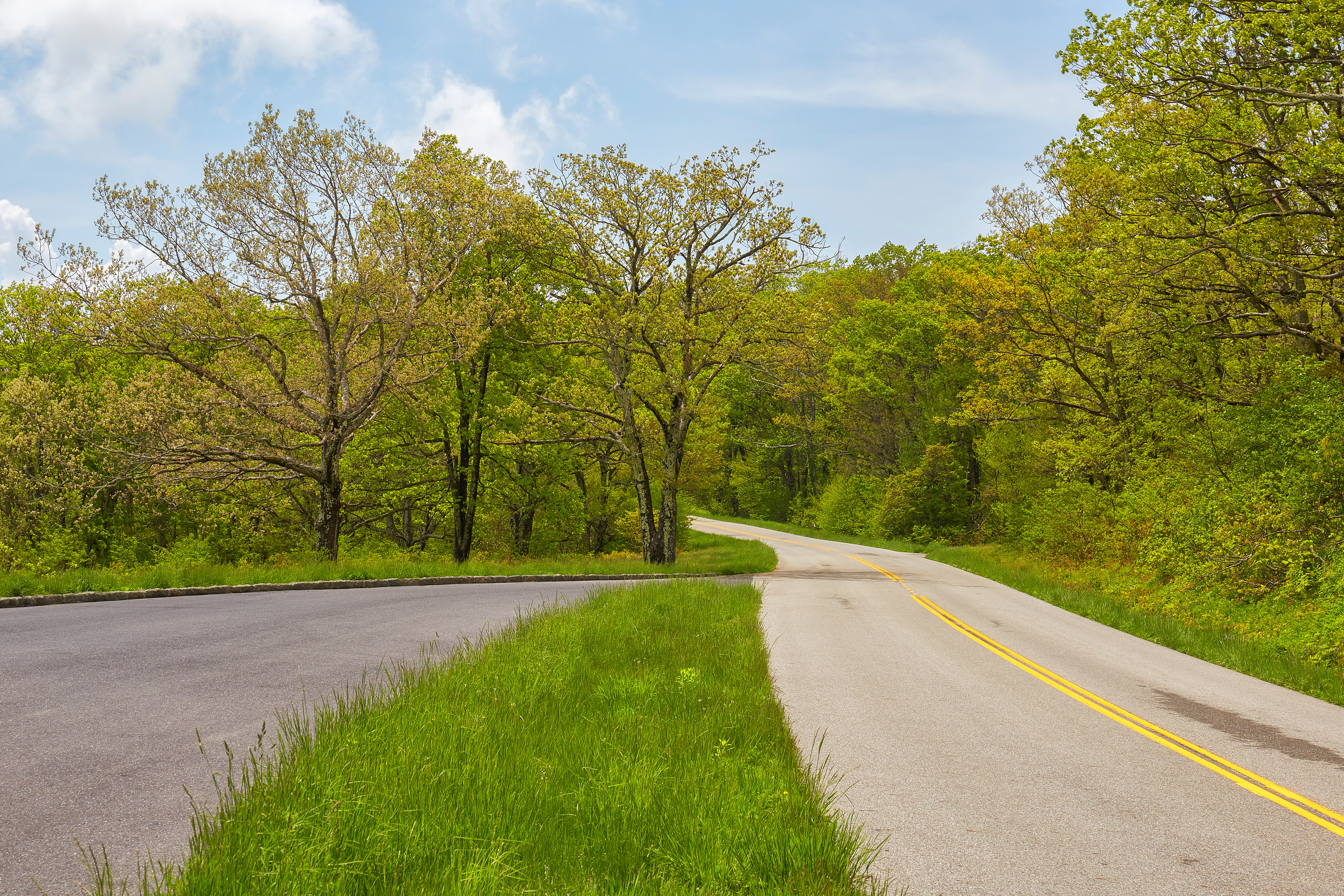 Trees along the Blue Ridge Parkway in Virginia