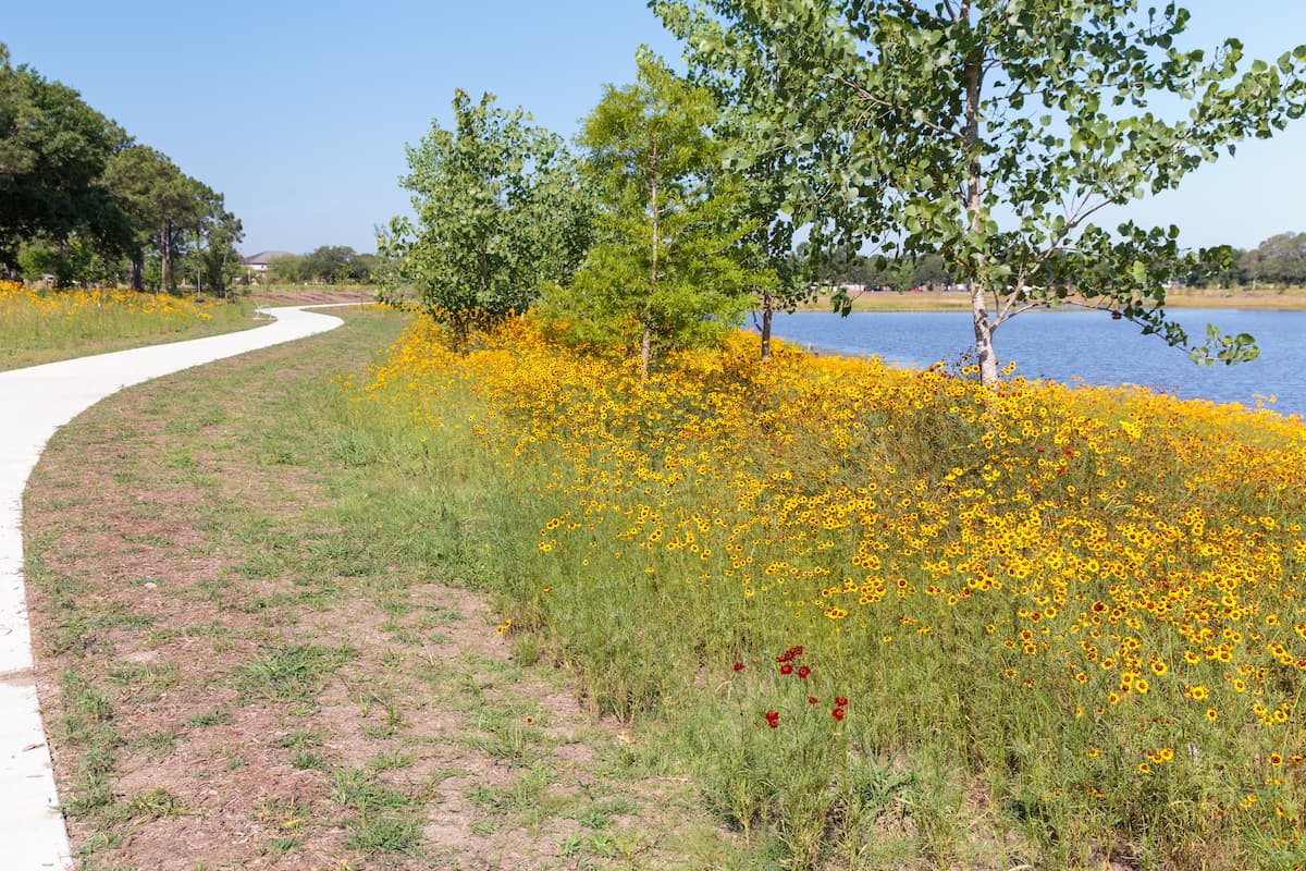 walking path next to tree lined lake