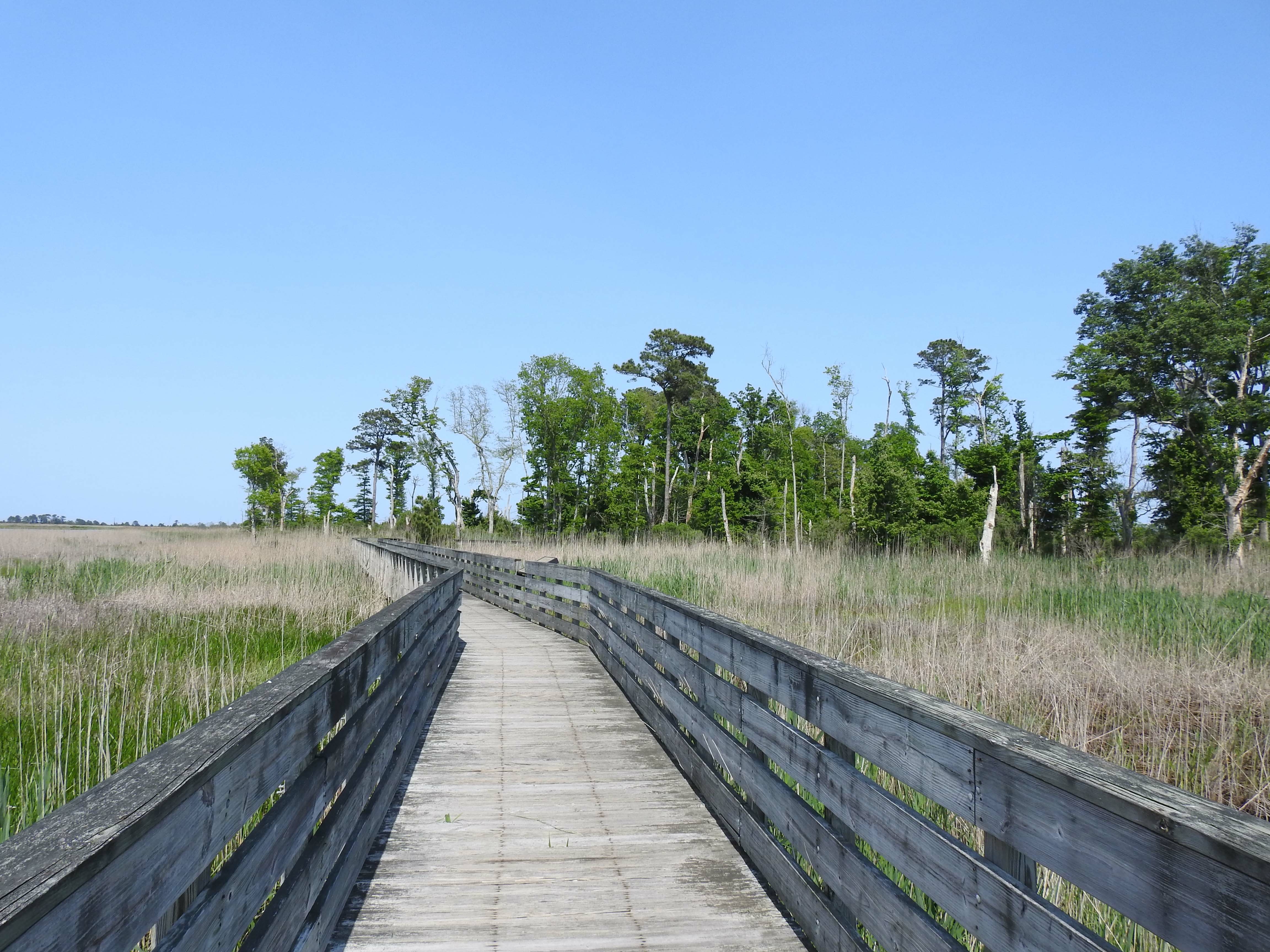 boardwalk trail looping through marsh and high grasses